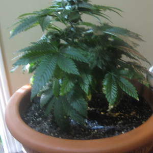 first plant bubba.png