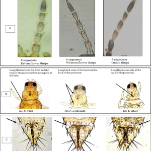 A-The-antennae-of-Frankliniella-tritici-a-F-occidentalis-b-have-eight-segments.png