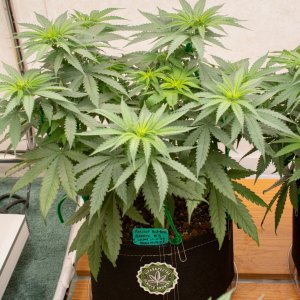 Update grow room 12-20-23-4.jpg