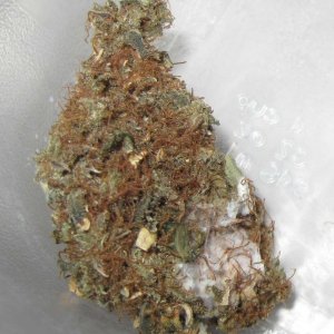 marijuana-buds-white-mold.jpg