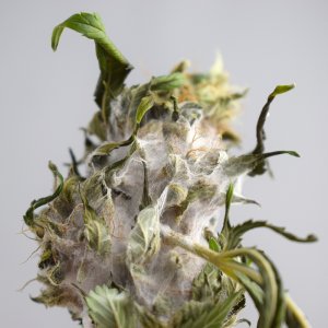 bud_rot_cannabis_3.jpg