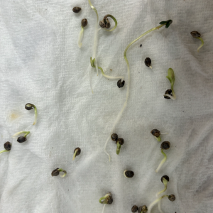 seed cracking - 24 hours after seed cracking.png