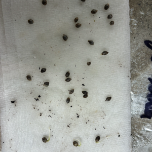 seed cracking - before seed cracking - day 4 germ.png