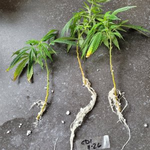 20231229_141151 CD-1 perlite cuttings rooted.jpg