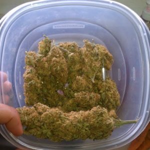 Pineapple Express Tupperware