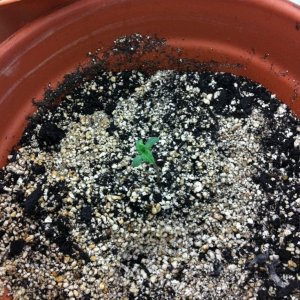 seedling