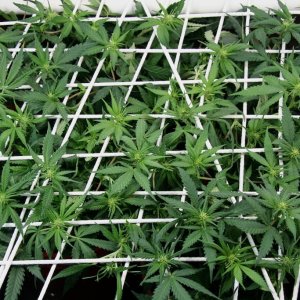 LBH_SCROG_02