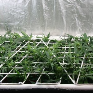 LBH_SCROG_03