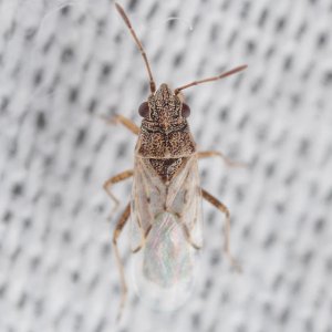 Nysius Raphanus false cinch bug.jpg