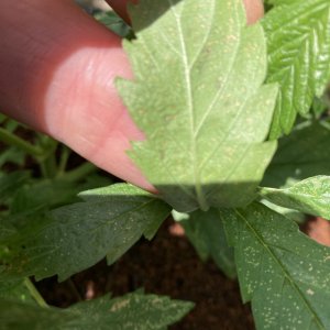 underside of leaf.jpg