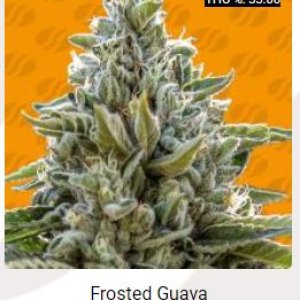 Frosted Guava.JPG