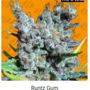 Runtz Gum.JPG