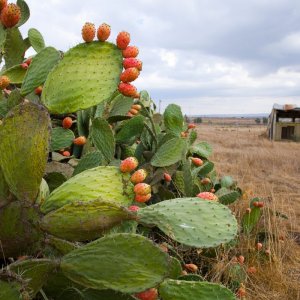 sabra fruit.jpg