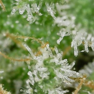 Paste 1-22-24 F57 trichs (2).jpg