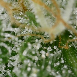 Paste 1-22-24 F57 trichs (3).jpg