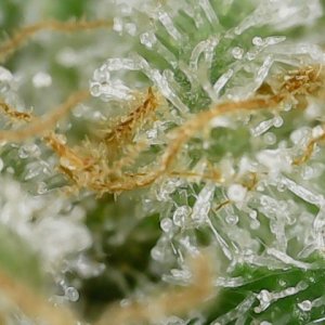 Paste 1-22-24 F57 trichs (1).jpg