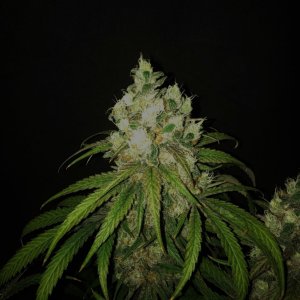 Paste 1-25-24 f60 bud1.jpg