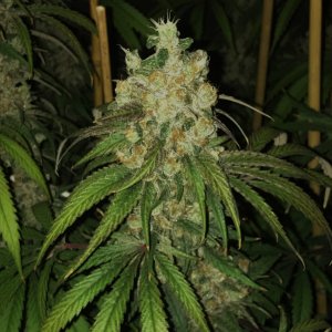 Copy 1-25-24 F60 bud.jpg