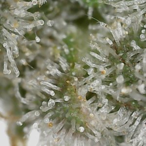 Paste 1-27-24 F62 trichs (1).jpg