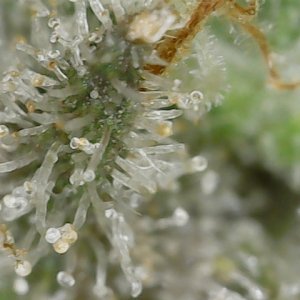 Paste 1-27-24 F62 trichs (2).jpg