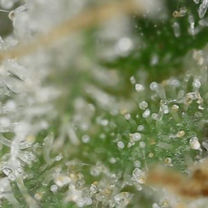 Paste 1-27-24 F62 trichs (3).jpg