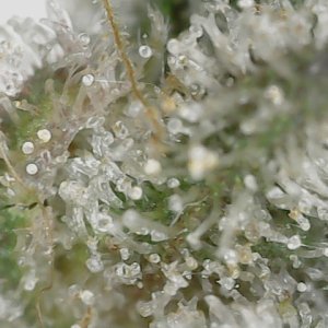 Paste 1-27-24 F62 trichs (4).jpg