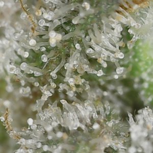 Paste 1-27-24 F62 trichs (5).jpg