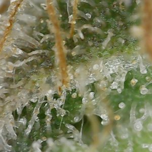 Paste 1-27-24 F62 trichs (6).jpg