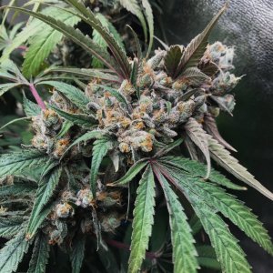 Paste 1-28-24 F63 bud (2).jpg