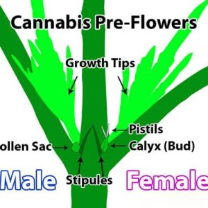 cannabis-preflowers-diagram-sm.jpg