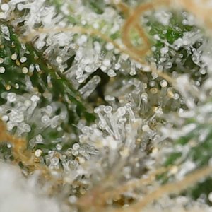 Paste 1-30-24 F65 trichs (1).jpg