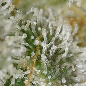 Paste 1-30-24 F65 trichs (3).jpg