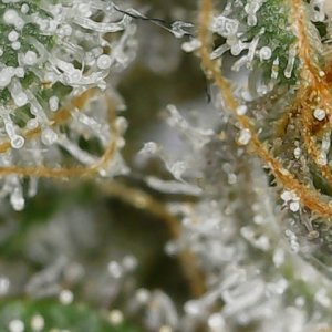 Paste 1-30-24 F65 trichs (5).jpg