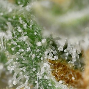 Paste 1-30-24 F65 trichs (6).jpg