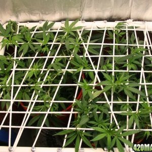 lbh_scrog_sml_01