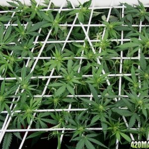 lbh_scrog_sml_03