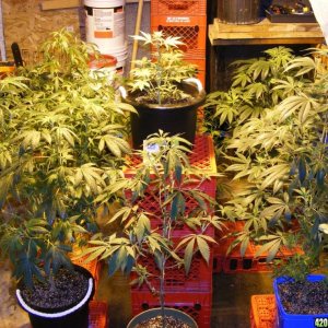 Grow Room