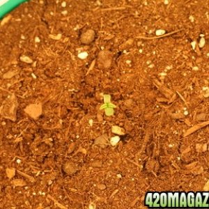 seedling28