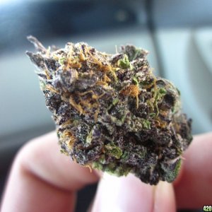 Grand Daddy Purple