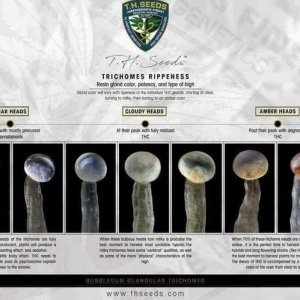 is-it-ready-to-harvest-trichome-reference-charts-v0-lri599vqlurb1.jpg