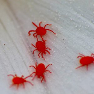 mitesredmites.jpg