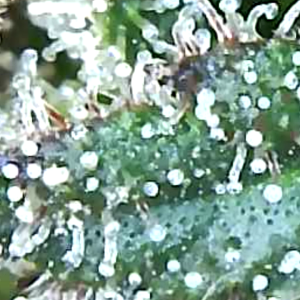 Trichomes