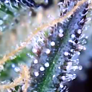 Trichomes