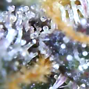 Trichomes