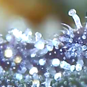 Trichomes