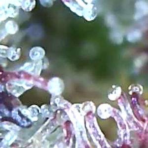 Trichomes