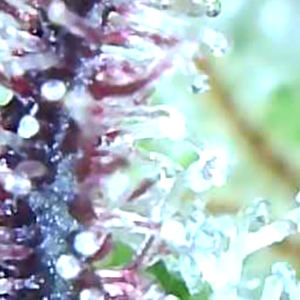 Trichomes