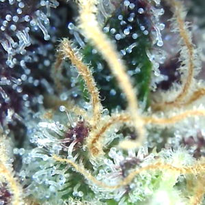 Trichomes