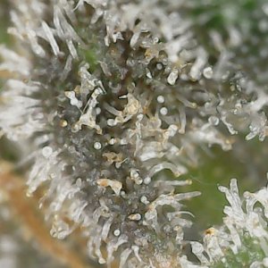 Paste 2-16-24 F82 trichs (2).jpg