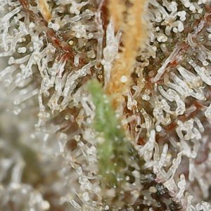 Paste 2-16-24 F82 trichs (3).jpg